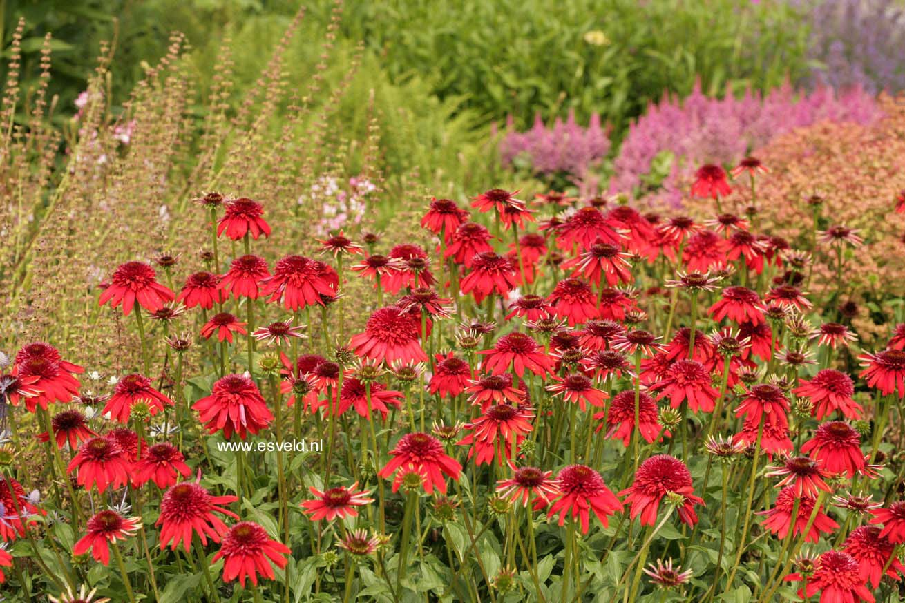 Echinacea purpurea 'Eccentric'